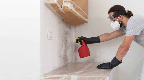 Basement Mold Remediation treatment on basement walls in Markham