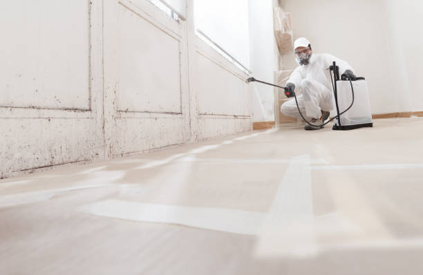 Black mold remediation team in Markham