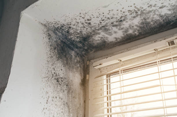 Mold Removal service in Markham